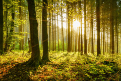 sda_landscape-16